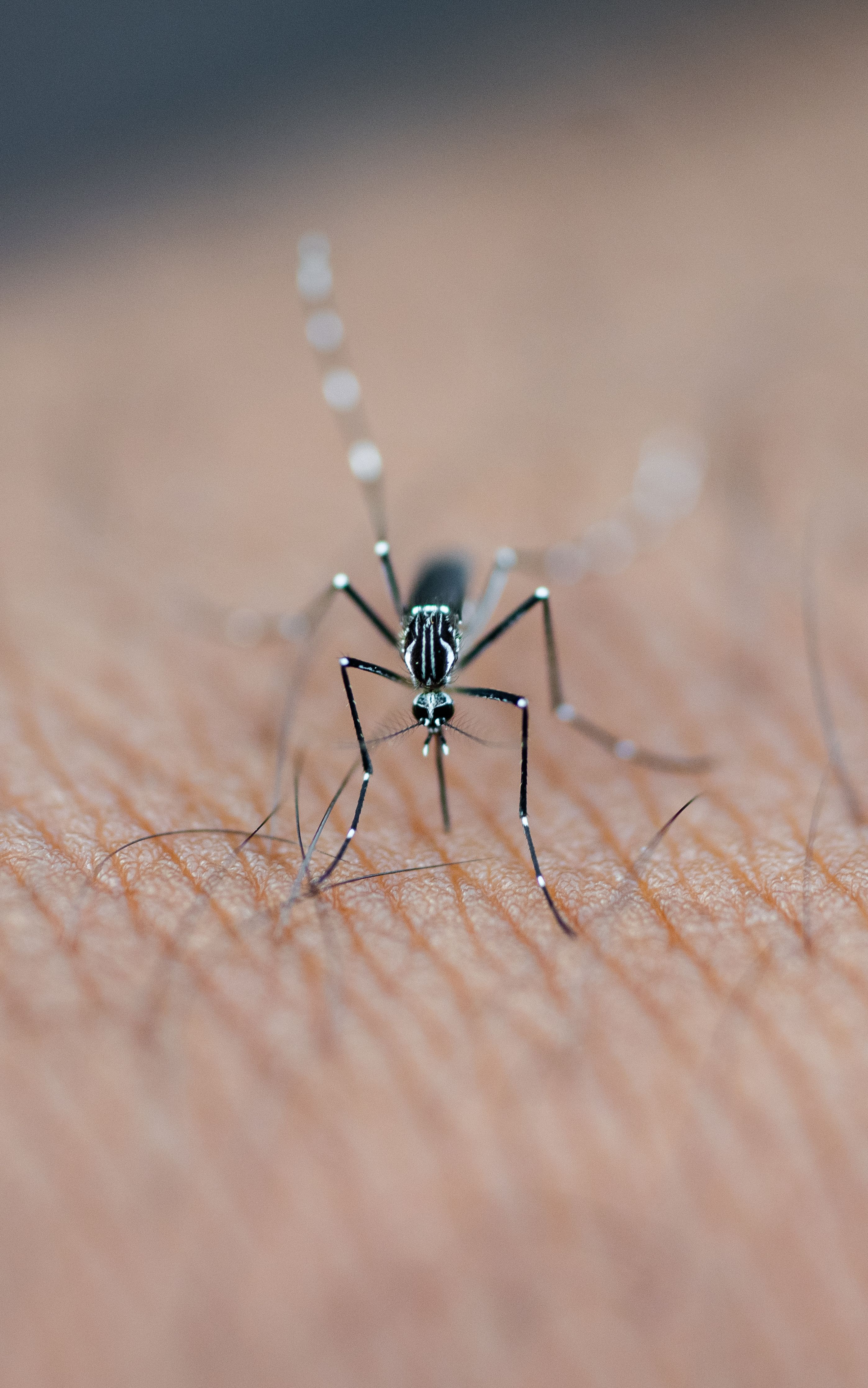 Aedes Aegypti image