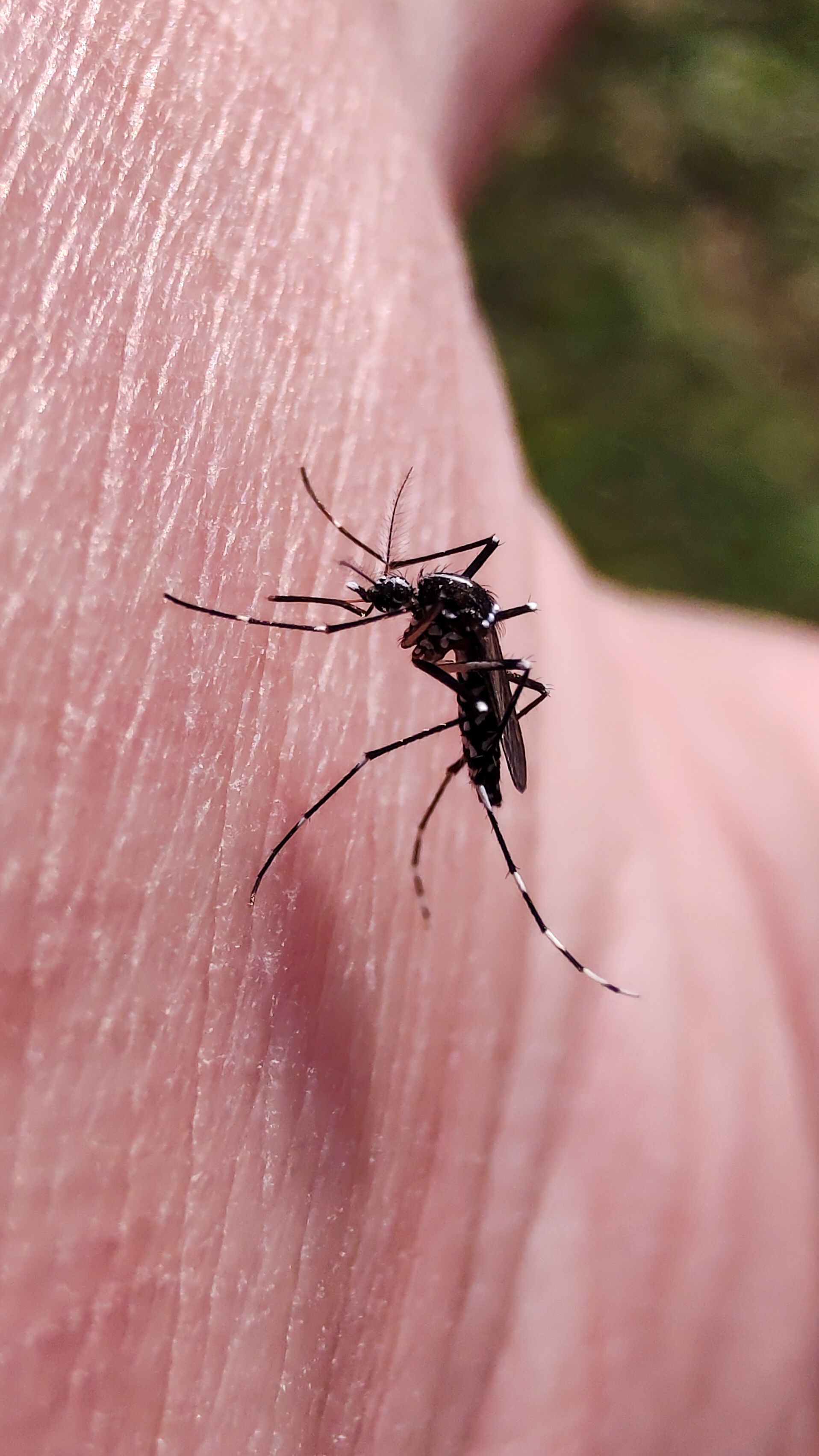 Aedes Albopictus image